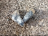 4S3BMBK63B3****** Wrecked 2011 Subaru Legacy in Nevada State
