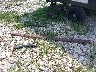 9H101*** Wrecked 1998 Roadmaster 2100v Tige in Arkansas State