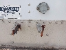 1W1MAF1A92A****** Repairable 2002 Wilson Trailer Wilson Trailer in NE - Greenwood
