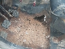 1JCBM87A5BT****** Salvage and Repairable 1981 Jeep CJ7 in Alabama State