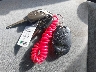5TEUU42N45Z****** Salvamento 2005 Toyota Tacoma en Estado de Colorado