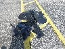 4T1G11AK1PU****** Wrecked 2023 Toyota Camry in Florida State