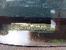 1FMCU0D71BK****** Wrecked 2011 Ford Escape in New York State