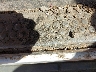 1FDXF46Y76E****** Repairable 2006 Ford F-450 in Oregon State