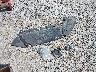 1FADP3F24EL****** Wrecked 2014 Ford Focus in West Virginia State
