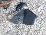 HZ2TABGFXR1****** Wrecked 2024 ASCEND ROCKET R2 in Florida State