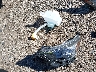 4S4BTAFC3S3****** Wrecked 2025 Subaru Outback in Indiana State