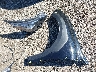 4S4BTAFC3S3****** Salvage and Wrecked 2025 Subaru Outback in Indianapolis