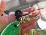SERV907***** Salvage 2006 Sea Ray Unknown in South Dakota State