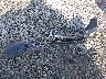 JF1GH75688G****** Wrecked 2008 Subaru Impreza WRX in Washington State