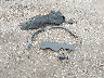 1GCHSBEN7K1****** Wrecked 2019 Chevrolet Colorado in Oklahoma State