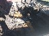 1N6AD0ER8EN****** Used and Repairable 2014 Nissan Frontier in Mississippi State