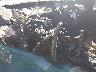 1N6AD0ER8EN****** Salvage 2014 Nissan Frontier in Grenada