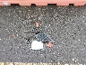 JF1ZNAA19D1****** Repairable 2013 Scion FR-S