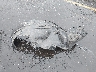 5J6TF3H3XCL****** Wrecked 2012 Honda Crosstour in Oregon State