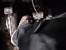 1N4AL3AP8GN****** Salvage 2016 Nissan Altima in Indiana State