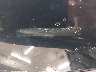 4T1G11AKXMU****** Used 2021 Toyota Camry