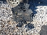 5NPE34AFXHH****** Salvage 2017 Hyundai Sonata in Mississippi State