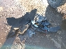 1G1ZB5ST8PF****** Destrozados 2023 Chevrolet Malibu en Estado de Indiana