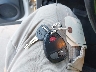 1GCEK29029Z****** Salvage 2009 Chevrolet Silverado 1500 in North Carolina State
