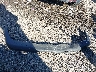 1FM5K8HT0JG****** Wrecked 2018 Ford Explorer in Louisiana State