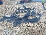 5XYK3CDFXRG****** Wrecked 2024 Kia Sportage in Texas State