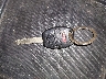 JHLRD78936C****** Salvage 2006 Honda CR-V in Kentucky State