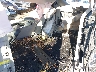 2C4RC1BG7CR****** Destrozados 2012 Chrysler Town & Country en Des Moines
