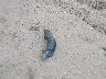 1FTFW1E41KF****** Wrecked 2019 Ford F-150 in Iowa State