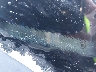 3FADP4BJ4GM****** Wrecked 2016 Ford Fiesta in New York State