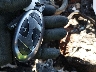 KM8JCDD12SU****** Salvage 2025 Hyundai Tucson Hybrid in North Carolina State