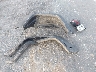 1C6RJTAG2SL****** Salvage and Wrecked 2025 Jeep Gladiator in Santa Clarita