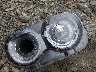 2C3CDZFJ0PH****** Salvage and Wrecked 2023 Dodge Challenger in Greensboro