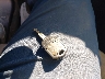 1FM5K7D86DG****** Salvage 2013 Ford Explorer in Georgia State