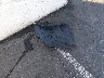 5YJ3E1EA8NF****** Wrecked 2022 Tesla Model 3 in Nevada State