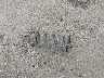5N3AA08D78N****** Salvage 2008 Infiniti QX56 in California State