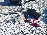 1N4AL3APXJC****** Wrecked 2018 Nissan Altima in Florida State