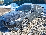 KMHLP4AG8PU****** Usados y Reparables 2023 Hyundai Elantra en LI - West Yard