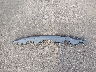 5YJ3E1EA8NF****** Used 2022 Tesla Model 3 in Denver East