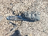2FABP7BV1BX****** Destrozados 2011 Ford Crown Victoria en Estado de Mississippi