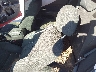 1G1PF5SC2C7****** Wrecked 2012 Chevrolet Cruze in Asheville