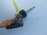 KMHDH4AE4DU****** Salvage 2013 Hyundai Elantra in Wisconsin State