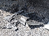 JTMRWRFV5ND****** Destrozados 2022 Toyota RAV4 Hybrid en Estado de Mississippi