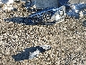 5NMS3CAD1LH****** Wrecked 2020 Hyundai Santa Fe in Maryland State