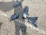 1HD1KBC13KB****** Wrecked 2019 Harley-Davidson FLHXS in Arizona State