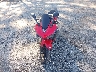 MH3RH06Y2FK****** Used and Repairable 2015 Yamaha Yzfr3 in Georgia State