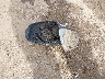 5XXGN4A74FG****** Wrecked 2015 Kia Optima in Oklahoma State