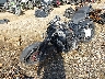 JYARN48Y1HA****** Used and Repairable 2017 Yamaha FZ-10 in Raleigh