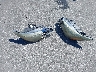 4T1BK1FK4HU****** Wrecked 2017 Toyota Camry in Florida State