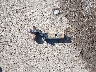 1C6RR7KM0FS****** Wrecked 2015 RAM 1500 in Kansas State